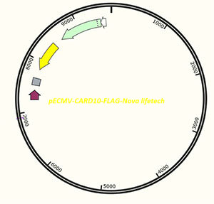 pECMV-CARD10-Flag plasmid