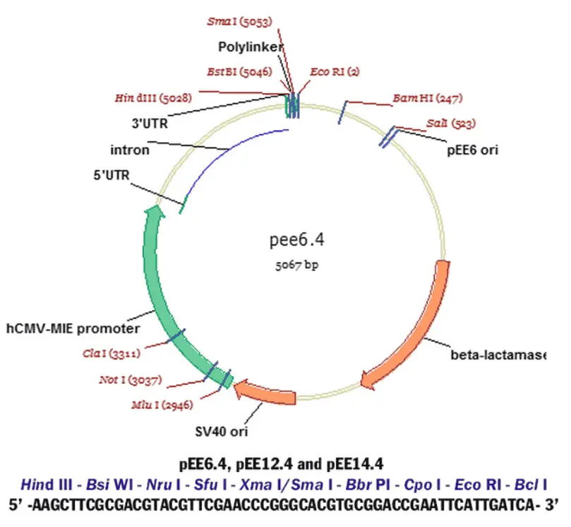 pEE6.4 Plasmid - 2 ug
