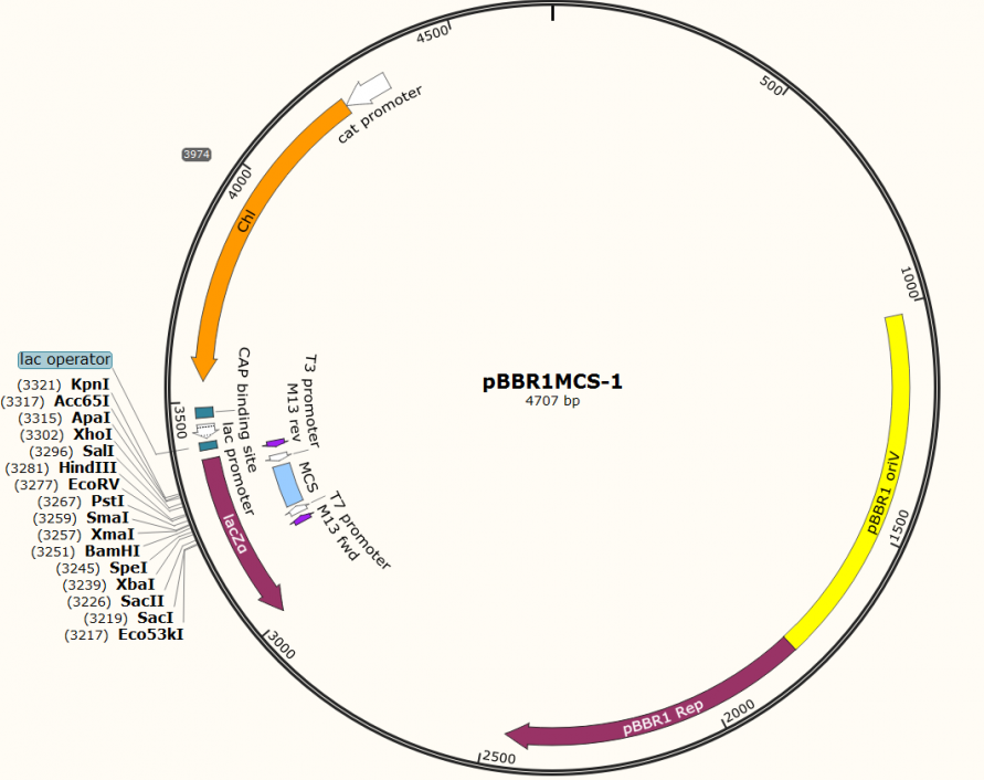 pBBR1MCS-1, 2 ug