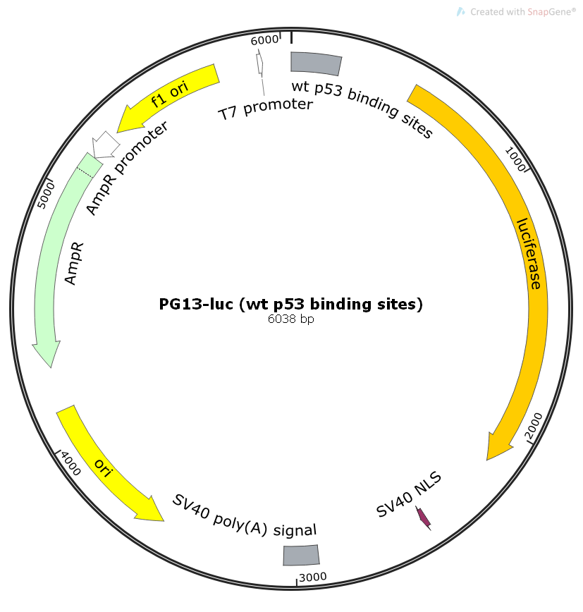 PG13-luc (wt p53 binding sites), 2 ug