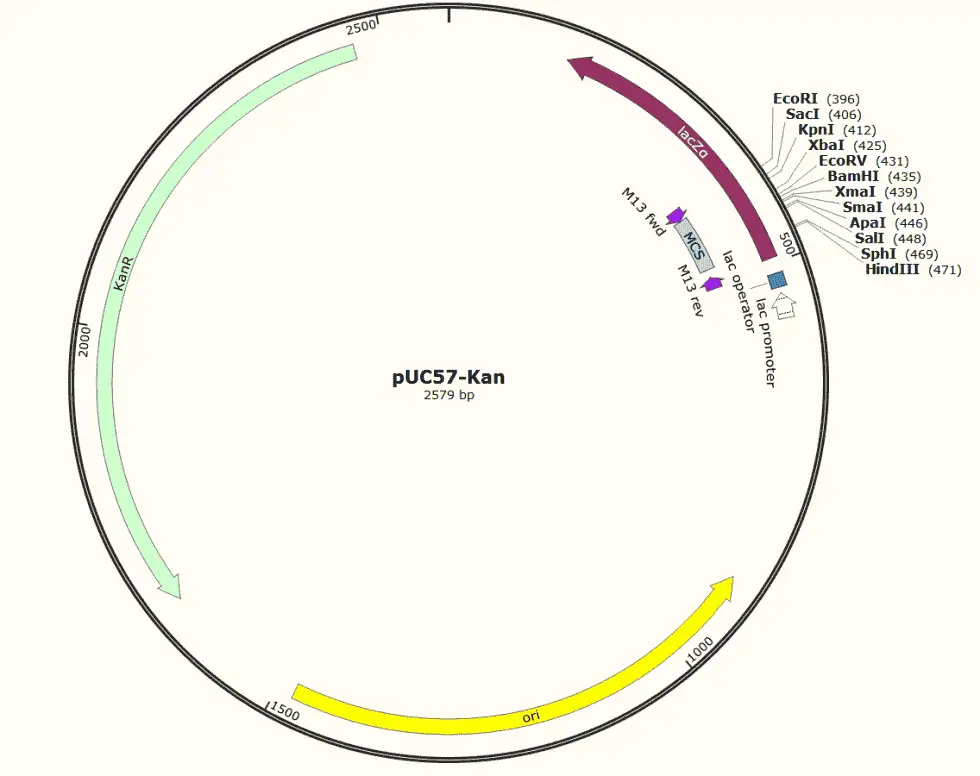 [0820-PVT0007] pUC57-Kan plasmid - 2 ug