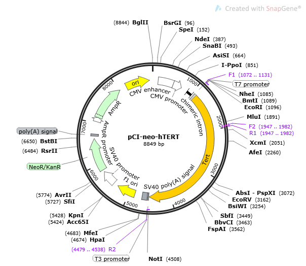 pCI-neo-hTERT Plasmid - 2ug