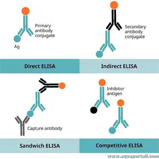 [0801-EIA08451r-96T] Rat Anti-Endothelin A Receptor antibody (Anti-ETAR Ab) ELISA Kit - 96-wells plate
