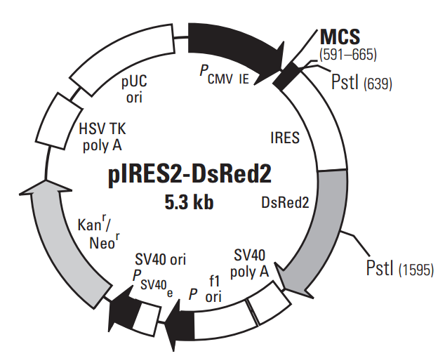 pIRES2- DsRed2 2ug