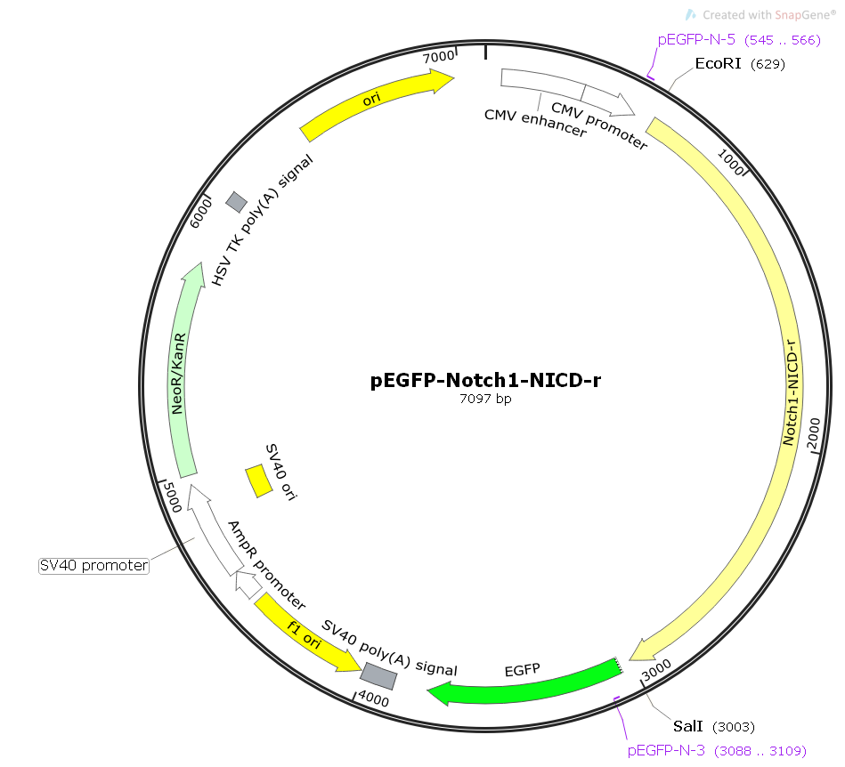 PEGFP- NOTCH1- NICD- R  2ug