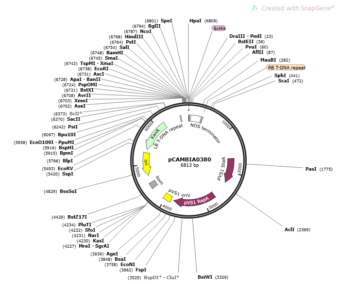 PCAMBIA0380 PLASMID