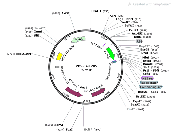 [0820-PVT12964] pDSK-GFPuv plasmid - 2 µg