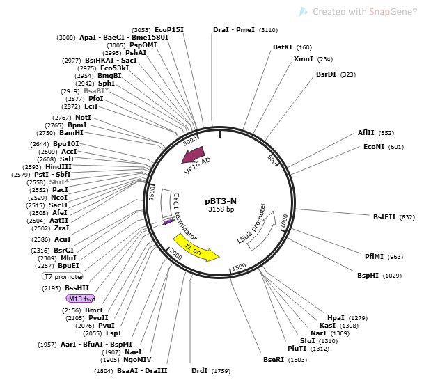 pBT3- N palsmid - 2ug