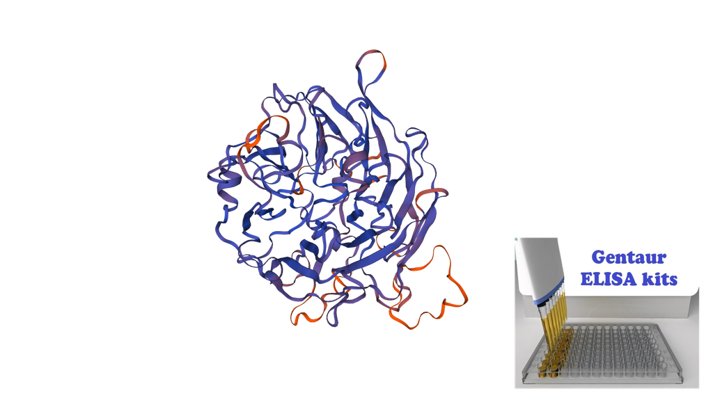 Human Selenium Binding Protein 1 (SELENBP1) ELISA Kit - 96 wells plate