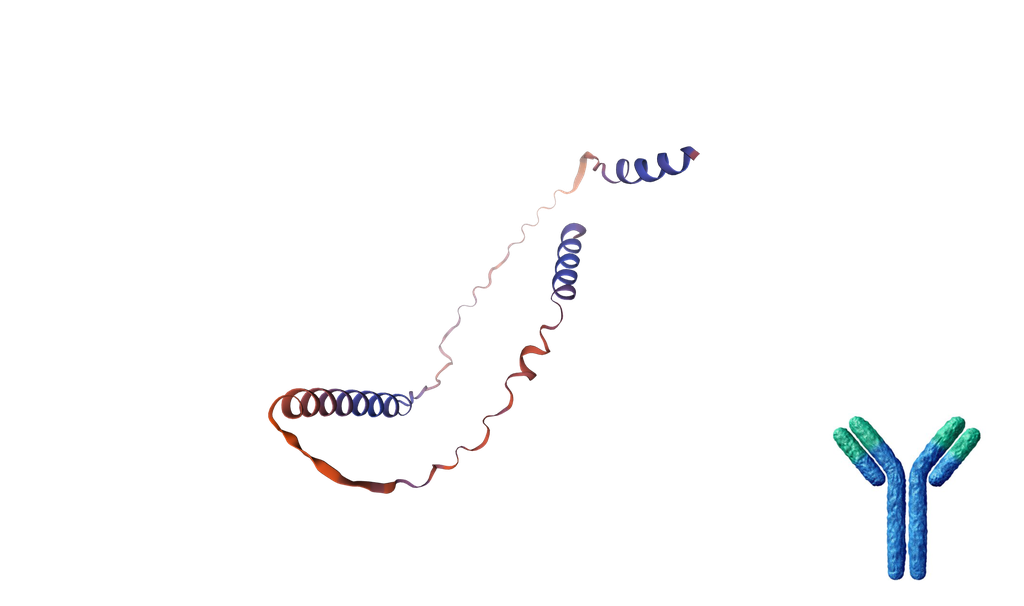 Human C1orf54 Polyclonal Antibody, FITC-conjugated - 100ug
