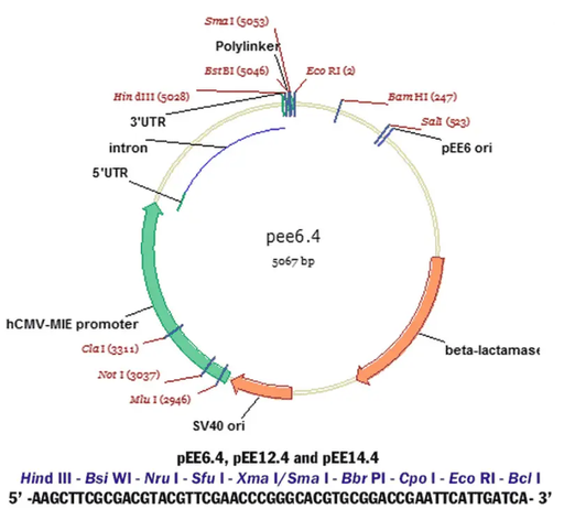[0820-PVT1802] pEE6.4 Plasmid - 2 ug